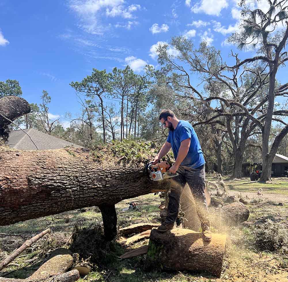 Professional Tree Services